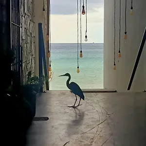 Auikyani Cozumel